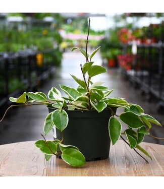 Hoya-Carnosa (Wax Plant) - Krimson Queen 1Q