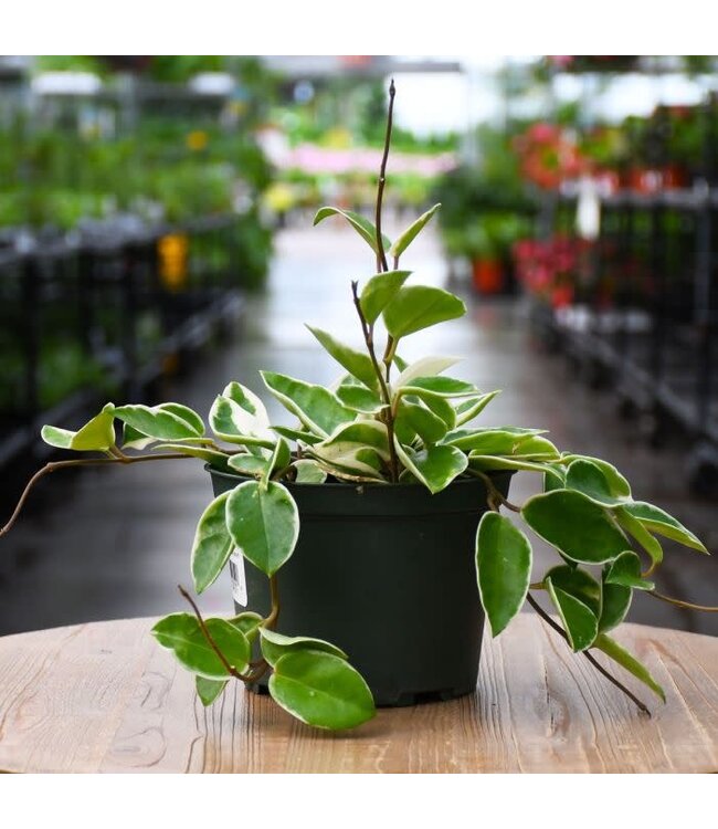 Hoya-Carnosa (Wax Plant) - Krimson Queen 1Q