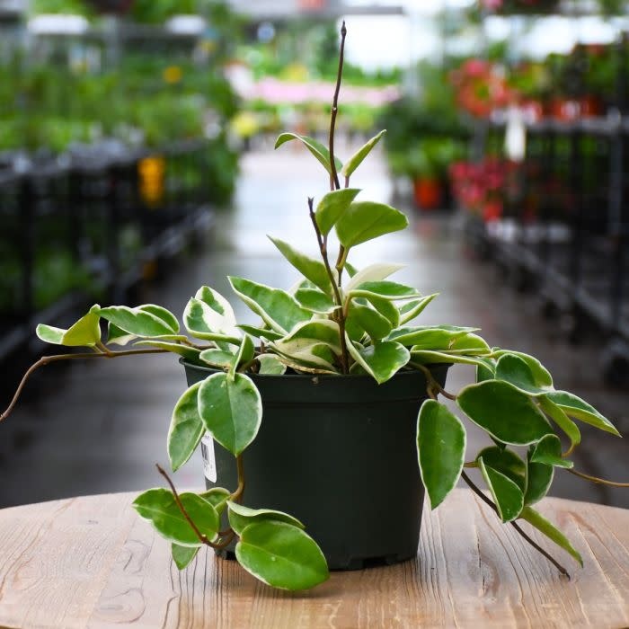 Hoya-Carnosa (Wax Plant) - Krimson Queen 1Q - The Plant Shoppe