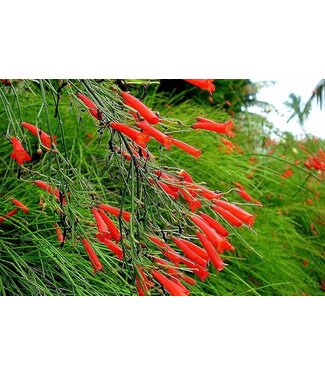 Russella Dwarf Red 'Firecracker Plant' 1Q