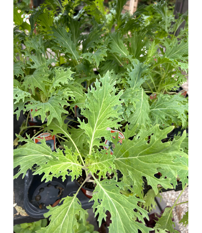 Kale, Peacock White 4"