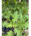 Kale, Peacock White 4"