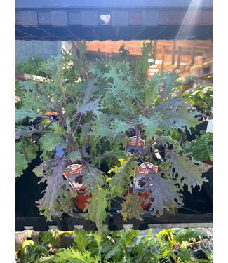 Kale, Peacock Red 4"