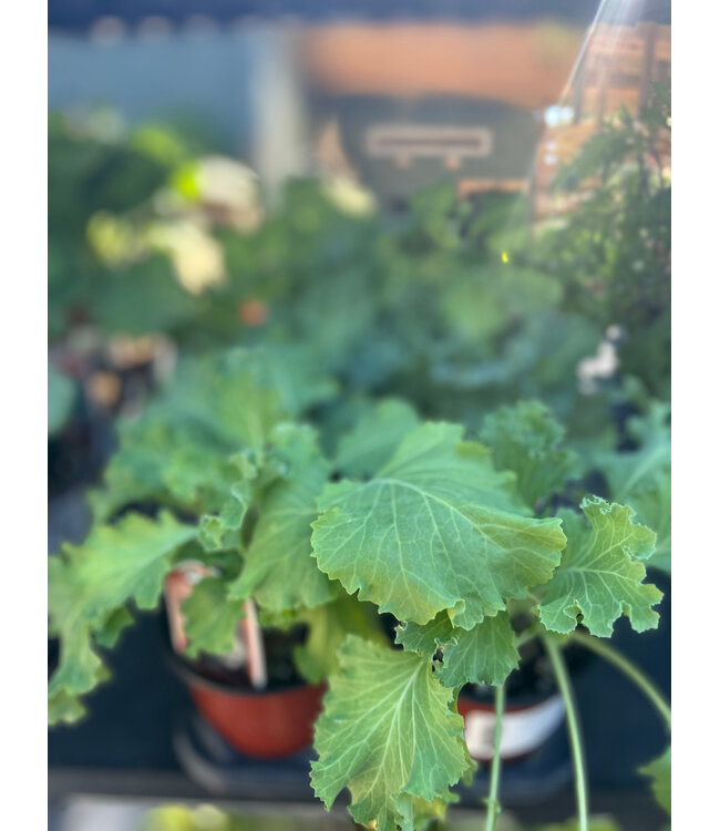 Kale, Emperor White 4"