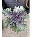 Flowering Kale 4"