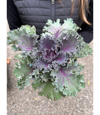 Flowering Kale & Cabbage 6"