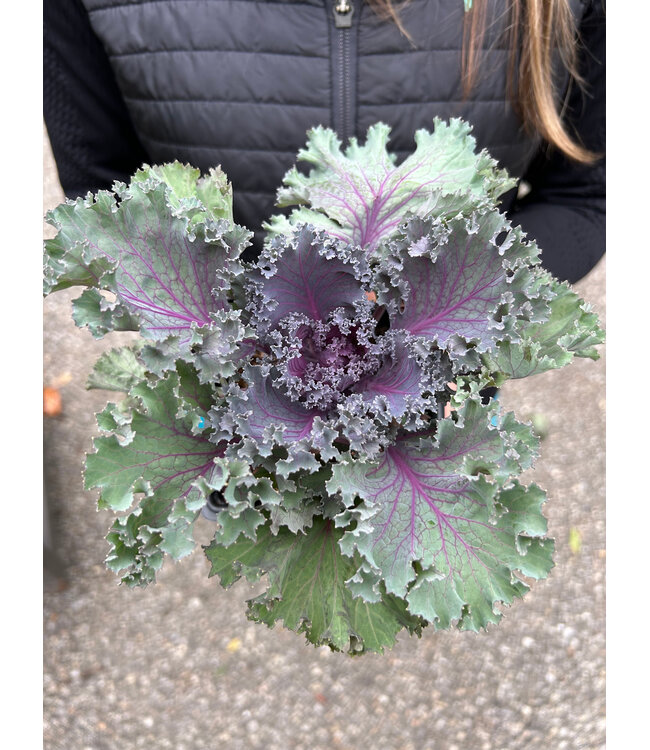 Flowering Kale & Cabbage 6"