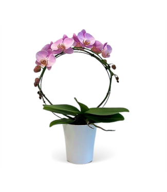 Phal Infinity Orchid 5"