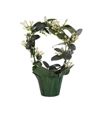 Stephanotis on Hoop 5"