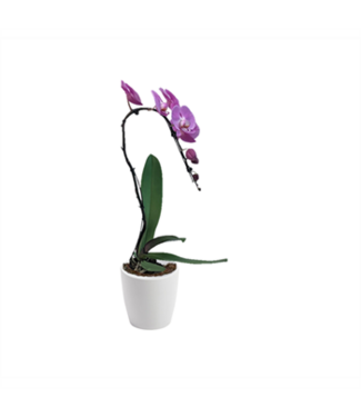 3.5" Phalaenopsis Piccola Mini Swan