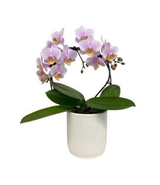 Phal Little Infinity Orchid 3" in ceramic