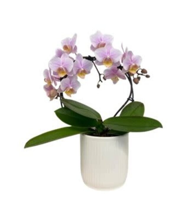 Phal Little Infinity Orchid 3" in ceramic