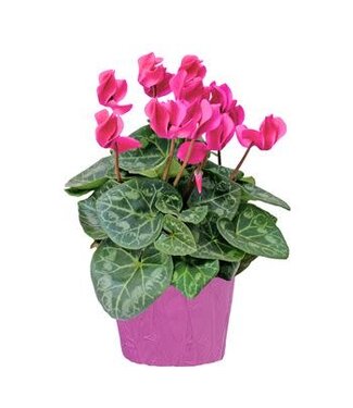 The Plant Shoppe Cyclamen 4.5"