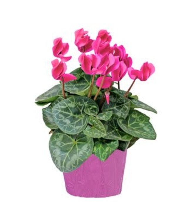The Plant Shoppe Cyclamen 4.5"