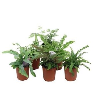Fern Assorted 6"
