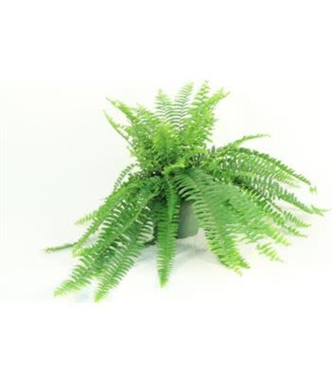 Boston Fern Standard 6"
