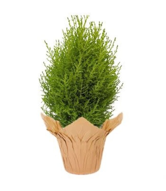 Goldcrest Topiary 6" lemon cypress