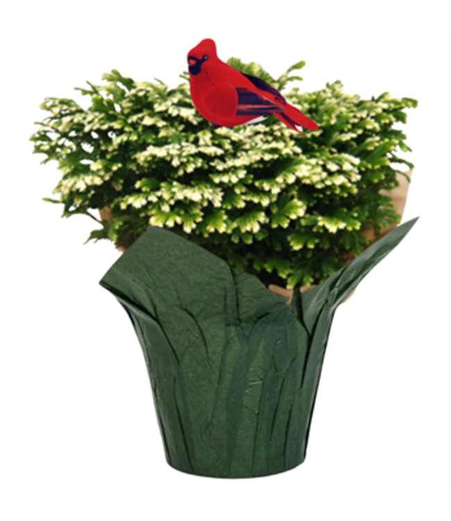 Frosty Fern 6" w/Pot Cover and Pick