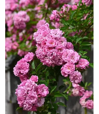 Peggy Martin Katrina Rose 1G