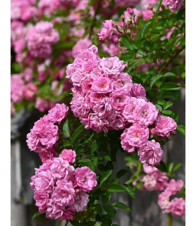 Peggy Martin Katrina Rose 1G