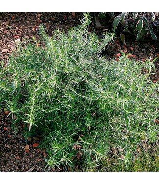 Rosemary - Creeping 4"