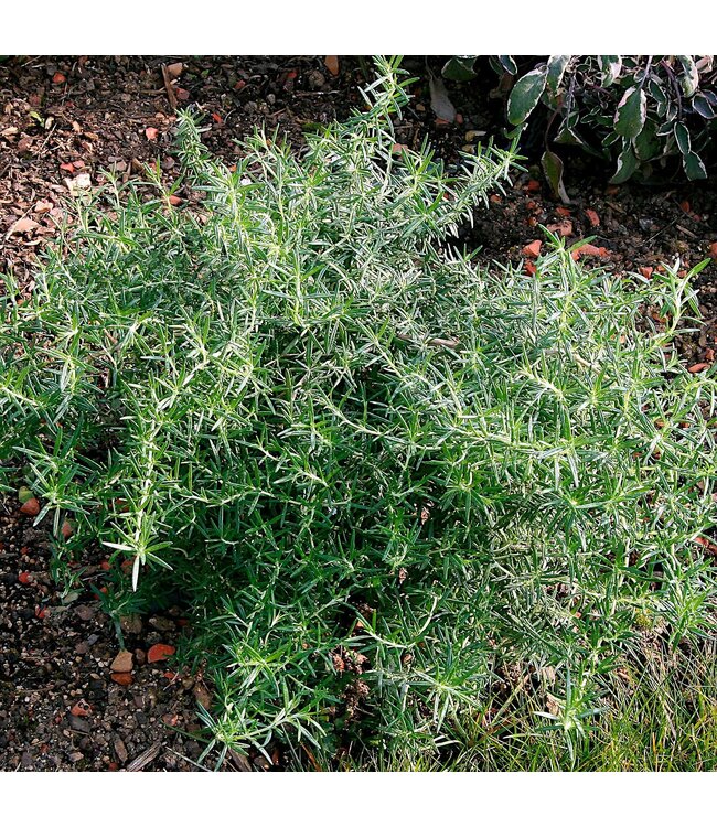 Rosemary - Creeping 4"