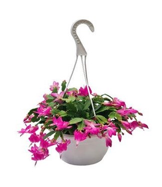 Zygo Cactus Mix  HB 8"