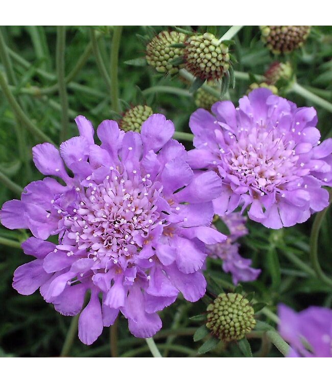 SCABIOSA BUTTERFLY BLUE 1Q