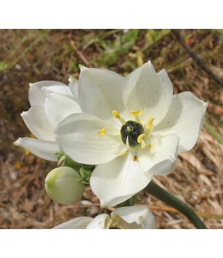 FCS - Star of Beth White Arabicum 80cm