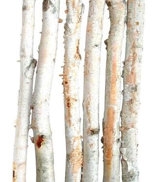 Pole Birch 4' "phyto" Single