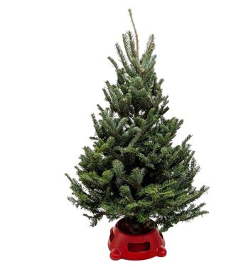 Fraser Fir Tree w/Stand 3-4' Single