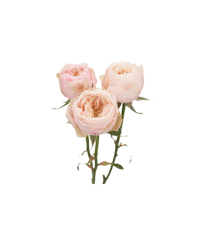 FCS Garden Rose Blush Peach Darlington Single