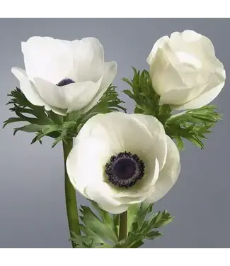 FCS Anemone White Blush Panda Single