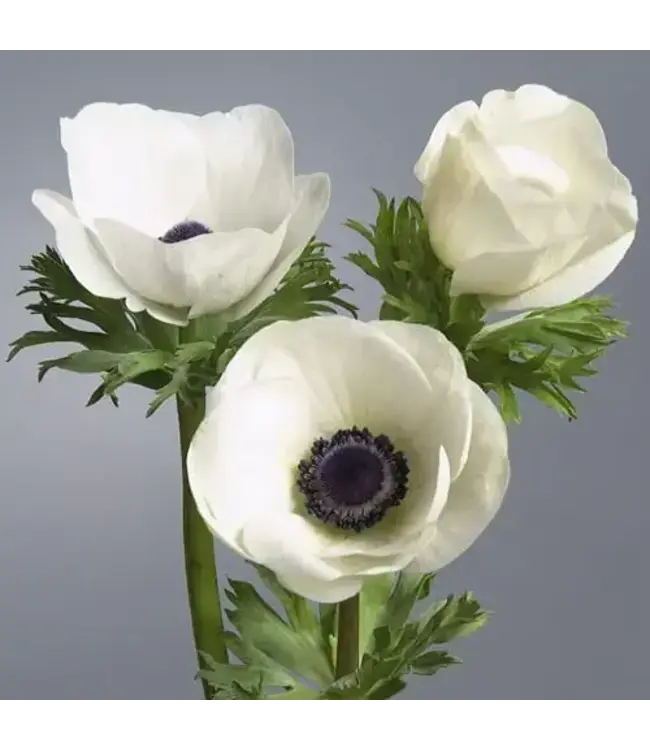 FCS Anemone White Blush Panda Single