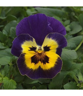 Pansy, Top Wave Spreading Purple Sunburst 4"