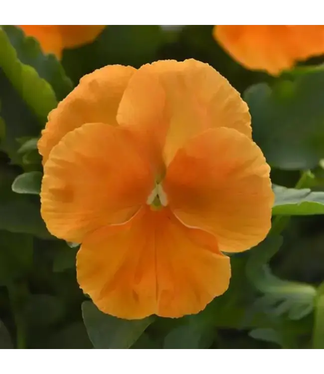 Pansy, Top Wave Spreading Orange 4"