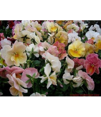 Pansy, Antique Shades Imperial 3.5"