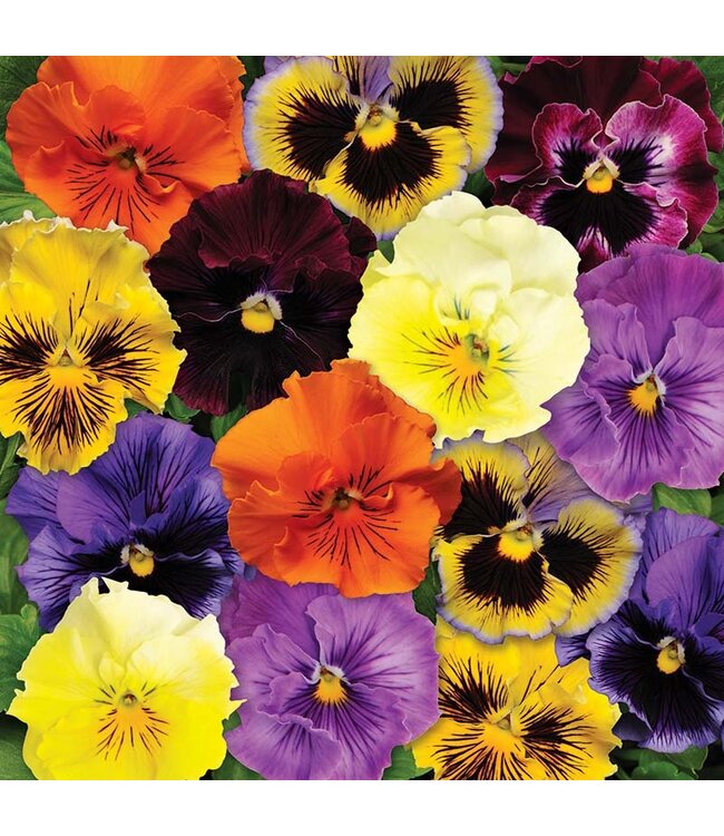 Pansy, Frizzle Sizzle Mix, 5.25"
