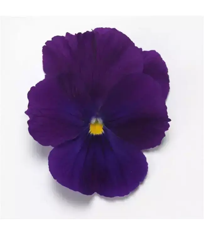 Pansy, Top Wave Spreading Purple  4"