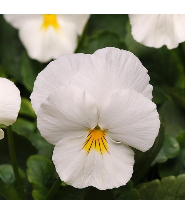Pansy, Cool Wave White 4" [16.9 fl oz]