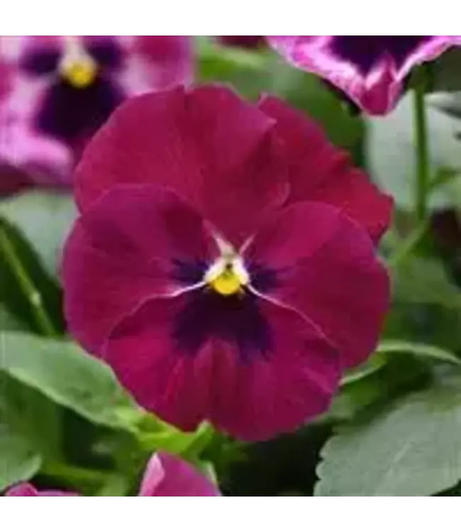 Pansy, Top Wave Spreading Rose Blotch 4"