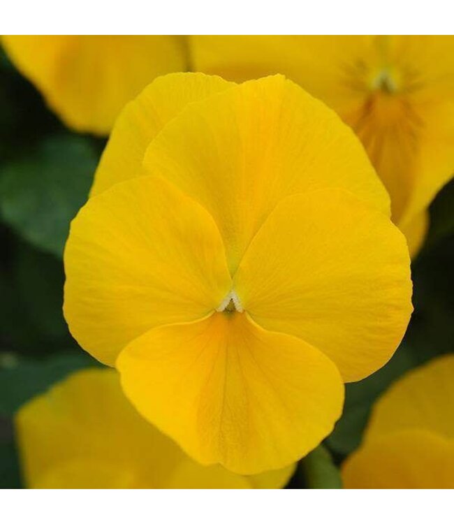 Pansy, Cool Wave Yellow 4"