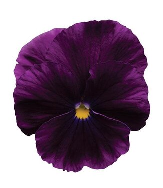 Pansy, Cool Wave Purple 4"
