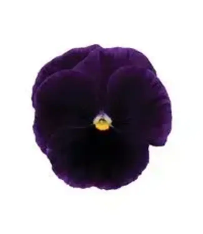 Pansy, Matrix Purple 5 1/2"