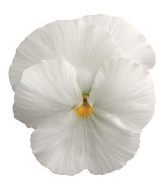Pansy, Matrix White 5½" [1.25 qt]