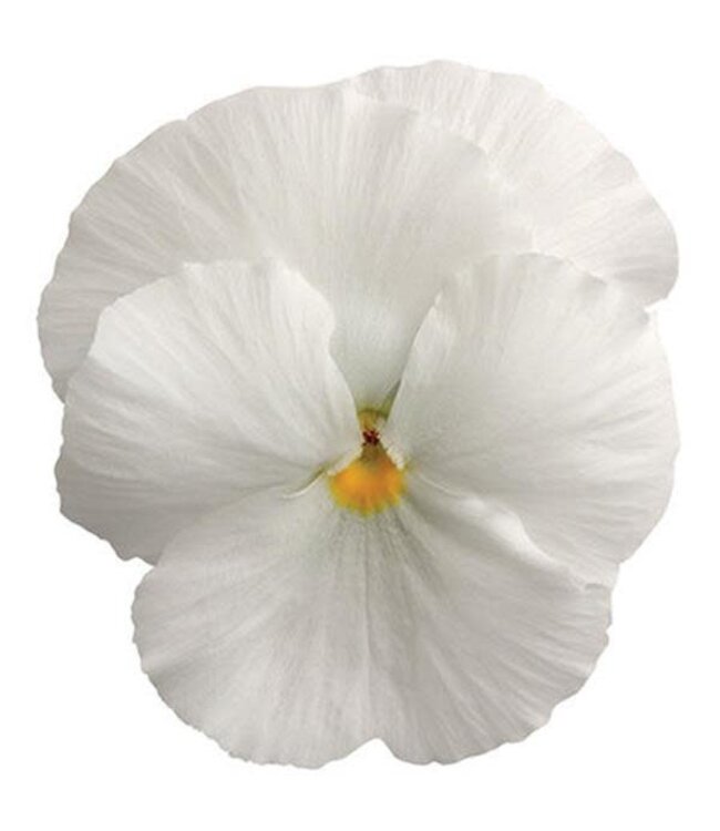 Pansy, Matrix White 5½" [1.25 qt]