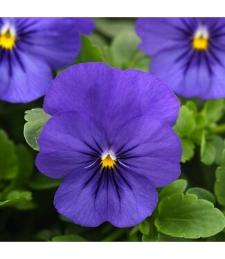 Pansy, Cool Wave Blue 4"