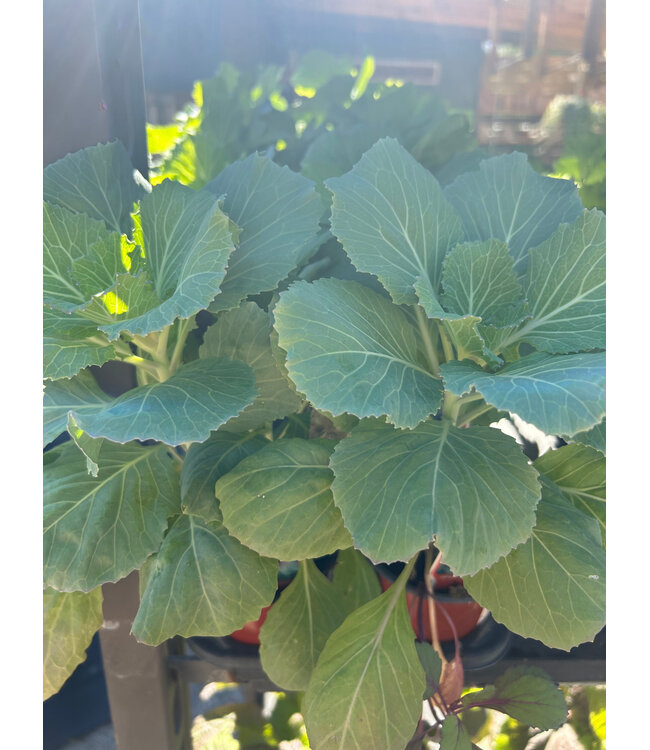 Kale, Dynasty Pink 4"