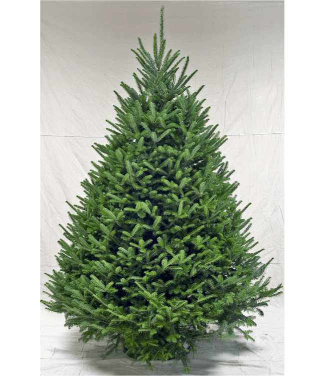 Premium Fraser Fir Christmas Tree 8'-9'