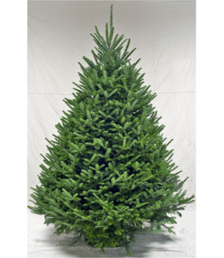 Premium Fraser Fir Christmas Tree 10'-11'